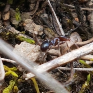 Papyrius nitidus at Fraser, ACT - suppressed