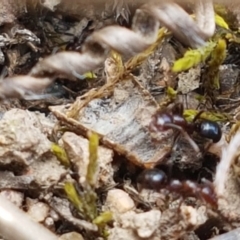 Papyrius nitidus at Fraser, ACT - suppressed