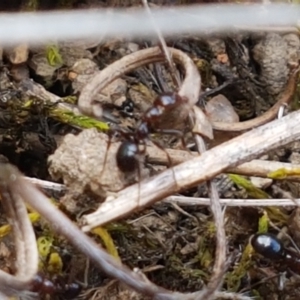 Papyrius nitidus at Fraser, ACT - suppressed