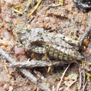 Tetrigidae (family) at Fraser, ACT - 16 Sep 2021