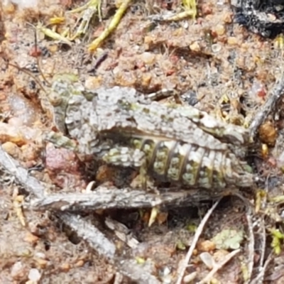 Tetrigidae (family) (Pygmy grasshopper) at Dunlop Grasslands - 16 Sep 2021 by tpreston