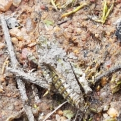 Tetrigidae (family) at Fraser, ACT - 16 Sep 2021