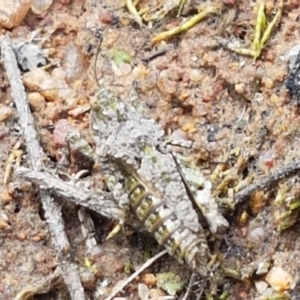 Tetrigidae (family) at Fraser, ACT - 16 Sep 2021