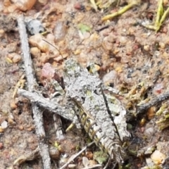 Tetrigidae (family) at Fraser, ACT - 16 Sep 2021