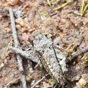 Tetrigidae (family) at Fraser, ACT - 16 Sep 2021