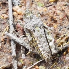 Tetrigidae (family) at Fraser, ACT - 16 Sep 2021