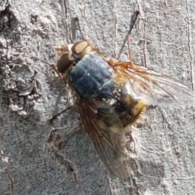 Calliphora stygia (Brown blowfly or Brown bomber) at Fraser, ACT - 16 Sep 2021 by tpreston