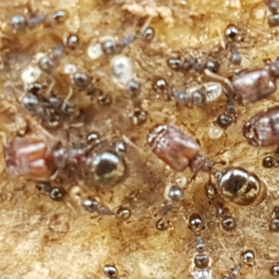 Pheidole sp. (genus) (Seed-harvesting ant) at Fraser, ACT - 16 Sep 2021 by trevorpreston