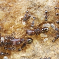 Pheidole sp. (genus) at Fraser, ACT - 16 Sep 2021