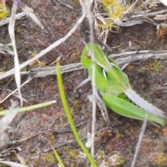 Perala viridis at Dunlop, ACT - 16 Sep 2021