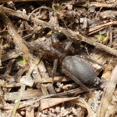 Gnaphosidae (family) (Ground spider) at Fraser, ACT - 16 Sep 2021 by tpreston