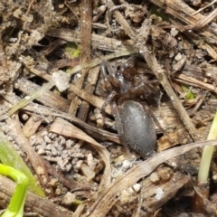 Gnaphosidae (family) at Fraser, ACT - 16 Sep 2021 11:56 AM