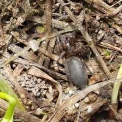 Gnaphosidae (family) at Fraser, ACT - 16 Sep 2021