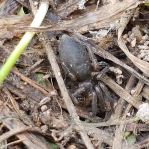 Gnaphosidae (family) at Fraser, ACT - 16 Sep 2021 11:56 AM