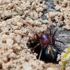 Habronestes bradleyi (Bradley's Ant-Eating Spider) at Dunlop Grasslands - 16 Sep 2021 by tpreston