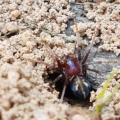 Habronestes bradleyi at Fraser, ACT - 16 Sep 2021 12:05 PM