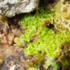 Fossombronia sp. (genus) (A leafy liverwort) at Dunlop Grasslands - 16 Sep 2021 by tpreston
