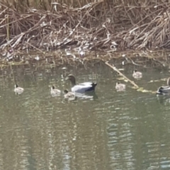 Chenonetta jubata (Australian Wood Duck) at Conder, ACT - 16 Sep 2021 by MPW