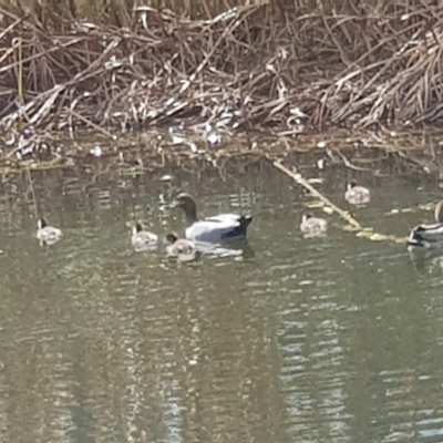 Chenonetta jubata (Australian Wood Duck) at Conder, ACT - 16 Sep 2021 by MPW
