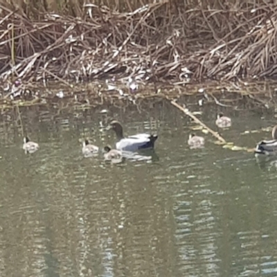 Chenonetta jubata (Australian Wood Duck) at Lanyon High School - 16 Sep 2021 by MAX