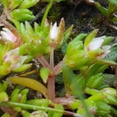 Crassula helmsii (Swamp Stonecrop) at Fraser, ACT - 16 Sep 2021 by tpreston