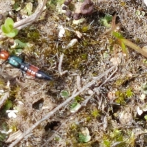 Paederus sp. (genus) at Fraser, ACT - 16 Sep 2021 12:06 PM