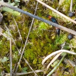 Paederus sp. (genus) at Fraser, ACT - 16 Sep 2021