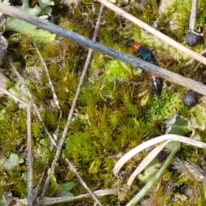 Paederus sp. (genus) at Fraser, ACT - 16 Sep 2021 12:06 PM