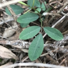 Indigofera australis subsp. australis (Australian Indigo) at Black Mountain - 12 Sep 2021 by Tapirlord