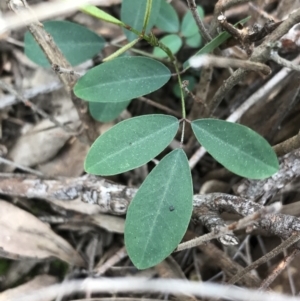 Indigofera australis subsp. australis at Downer, ACT - 12 Sep 2021