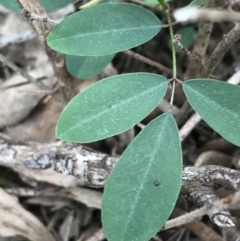 Indigofera australis subsp. australis at Downer, ACT - 12 Sep 2021