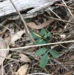 Indigofera australis subsp. australis at Downer, ACT - 12 Sep 2021