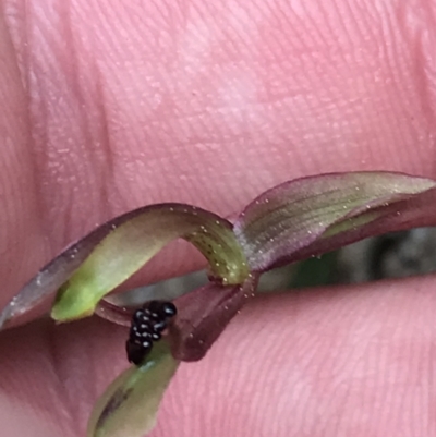 Chiloglottis trapeziformis (Diamond Ant Orchid) at Downer, ACT - 12 Sep 2021 by Tapirlord