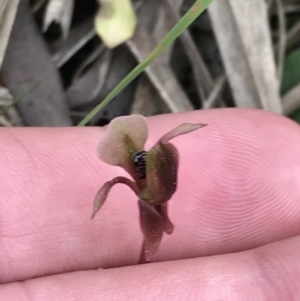 Chiloglottis trapeziformis at Downer, ACT - 12 Sep 2021