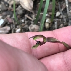 Chiloglottis trapeziformis at Downer, ACT - 12 Sep 2021