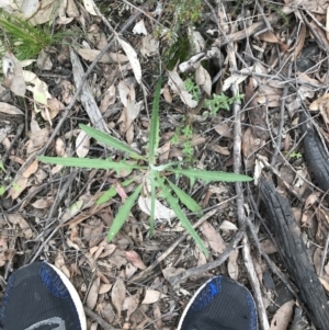 Senecio phelleus at Acton, ACT - 12 Sep 2021