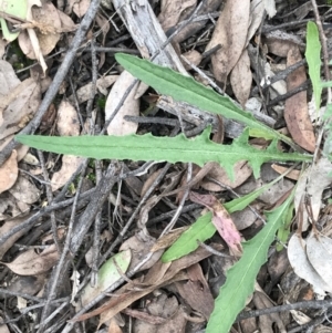 Senecio phelleus at Acton, ACT - 12 Sep 2021