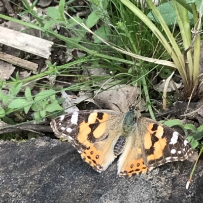 Vanessa kershawi (Australian Painted Lady) at Black Mountain - 12 Sep 2021 by Tapirlord