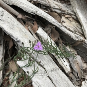 Thysanotus patersonii at Downer, ACT - 12 Sep 2021