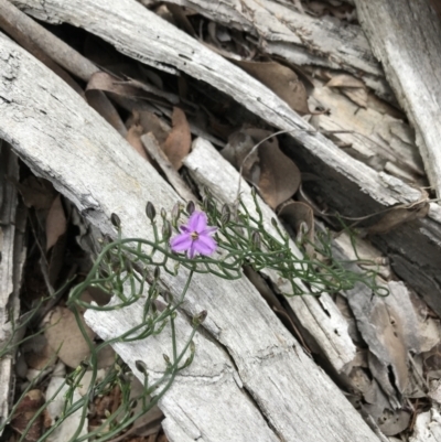 Thysanotus patersonii (Twining Fringe Lily) at Black Mountain - 12 Sep 2021 by Tapirlord