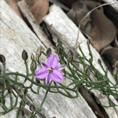 Thysanotus patersonii at Downer, ACT - 12 Sep 2021