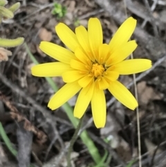 Microseris walteri (Yam Daisy, Murnong) at Black Mountain - 12 Sep 2021 by Tapirlord