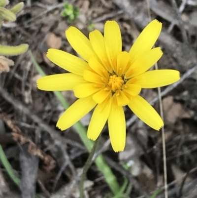 Microseris walteri (Yam Daisy, Murnong) at Black Mountain - 12 Sep 2021 by Tapirlord