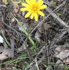 Microseris walteri at Downer, ACT - 12 Sep 2021 12:31 PM