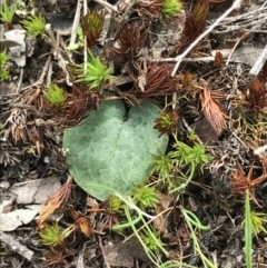 Corysanthes sp. (A Helmet Orchid) at Black Mountain - 12 Sep 2021 by Tapirlord