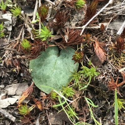 Corysanthes sp. (A Helmet Orchid) at Downer, ACT - 12 Sep 2021 by Tapirlord