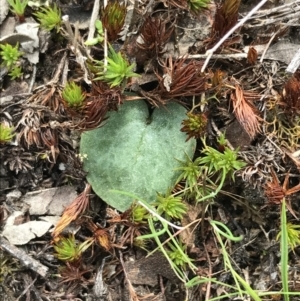 Corysanthes sp. at suppressed - 12 Sep 2021