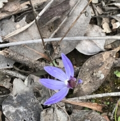 Cyanicula caerulea (Blue Fingers, Blue Fairies) at Downer, ACT - 12 Sep 2021 by Tapirlord