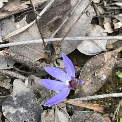 Cyanicula caerulea (Blue Fingers, Blue Fairies) at Downer, ACT - 12 Sep 2021 by Tapirlord