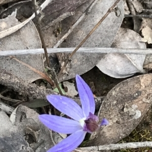 Cyanicula caerulea at Downer, ACT - 12 Sep 2021